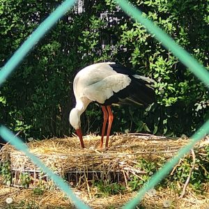 The main content of the picture and the focus is a stork. This ridge is looking down for something on the ground. In the foreground a wire fence is unsharp but symmetrical. The stork stands on a pile of hay and is illuminated half-shaded by some spots of light that are given through the trees around it. Behind the stork is dense foliage or a hedge. Heaven is not visible, the stork takes about two thirds of the image and is clearly in focus. Its black white plumage is clean and its orange legs and beak quickly fall into the eye.